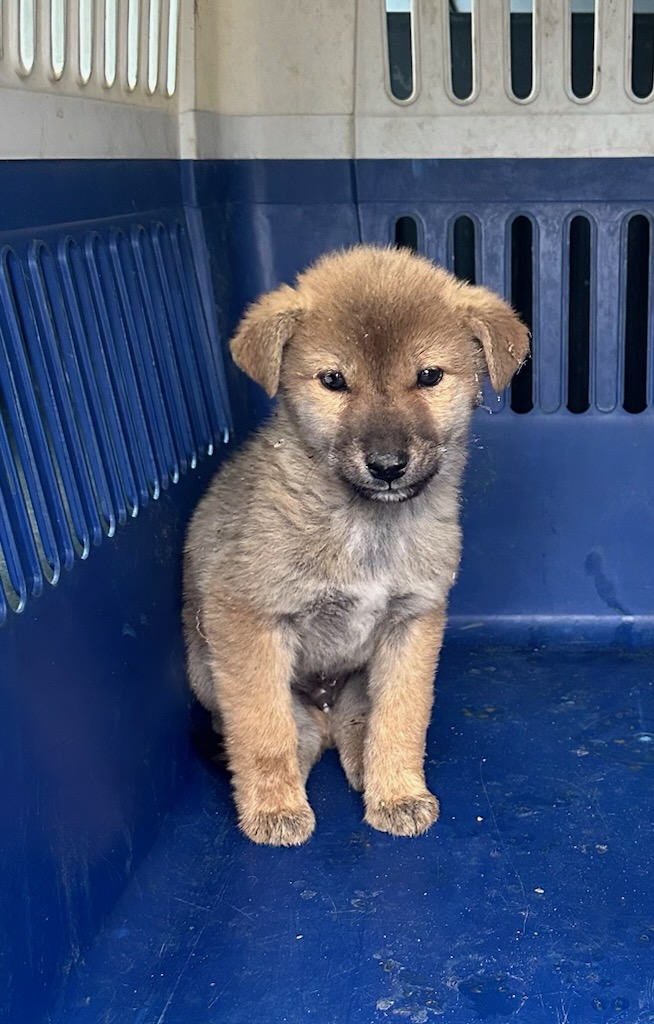 광양시 임시보호소_446484202500805